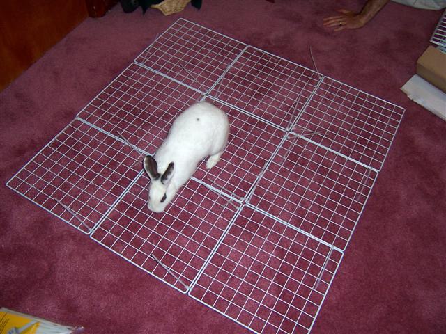 How To Build an Indoor Bunny Cage