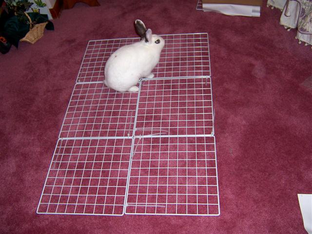 Cage bottom for outlet rabbit