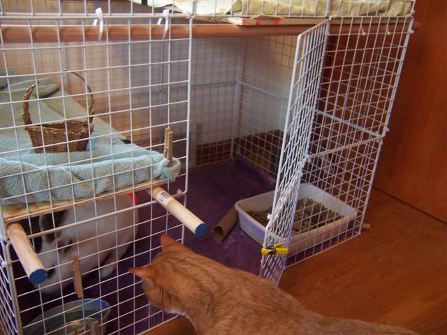 Wire cube outlet rabbit cage