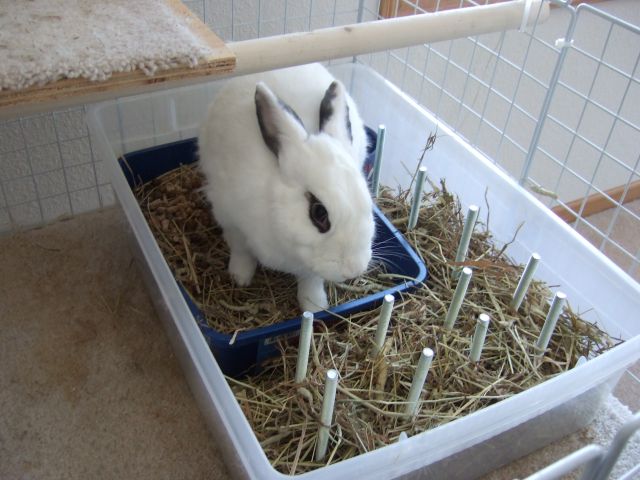 Diy bunny outlet condo