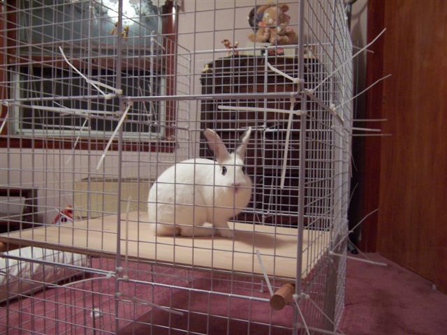 Rabbit deals cage shelf